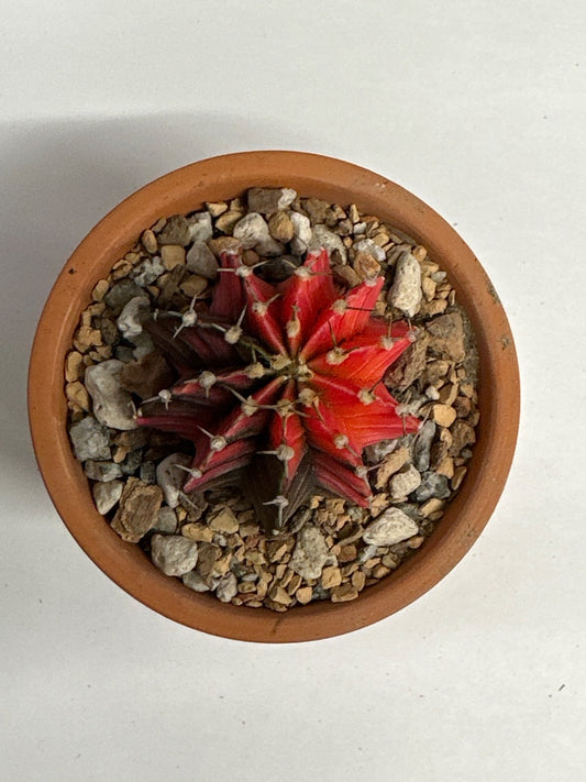 Gymnocalycium mihanovichii 'Hybrid' (#435713965172)