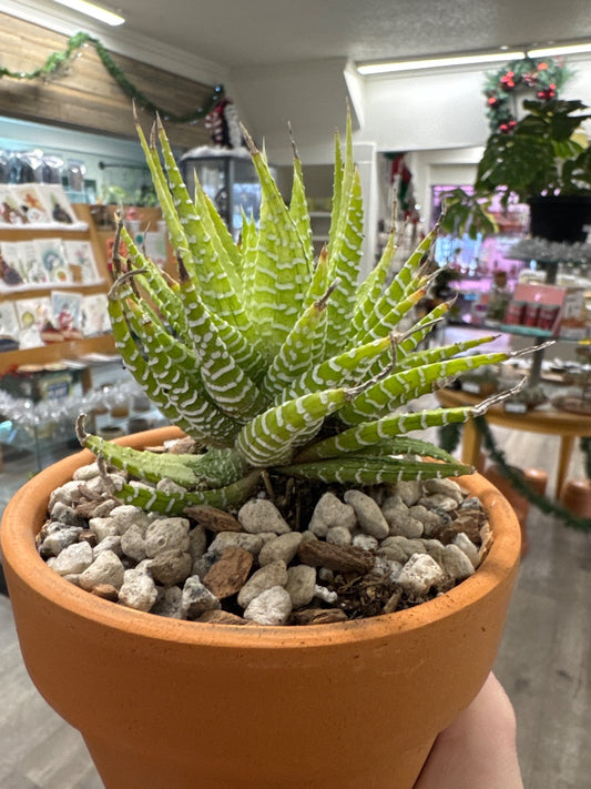 Haworthia fasciata 'Variegata' (#243607155153)