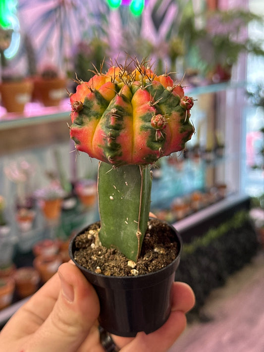 Gymnocalycium mihanovichii 'Moon Cactus Multi Color' (#223396564013)