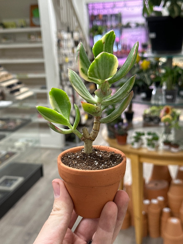 Crassula ovata 'Variegated Jade' (#923790053629)