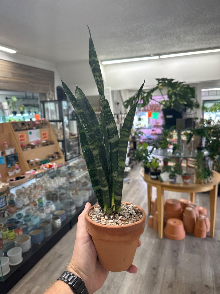 Sansevieria zeylanica (#325505971997)