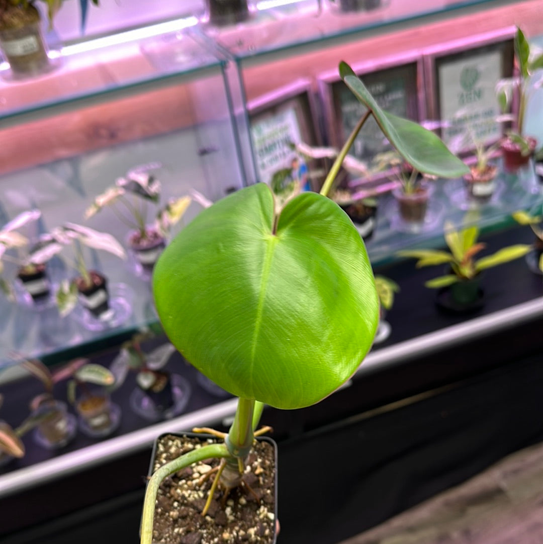 Philodendron Ricardoi [ID #15478761699]