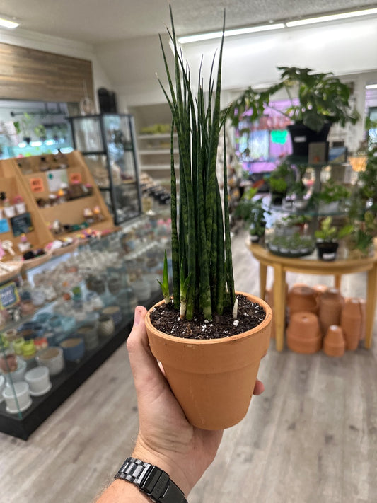 Sansevieria cylindrica 'Fernwood' (#854781637598)