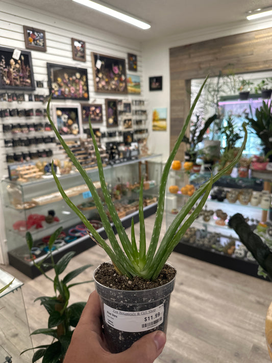 Aloe Vera (#843806627)