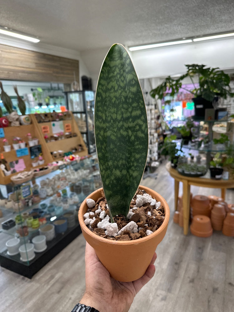 Sansevieria masoniona 'Whale Fin' (#253630877462)