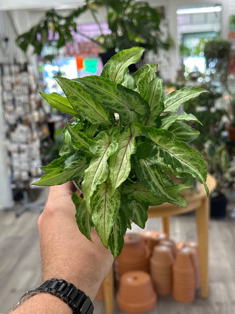 Syngonium podophyllum 'Orm Manee' (#994478202230)