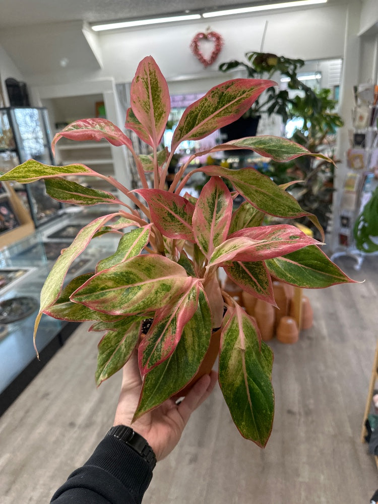 Aglaonema commutatum 'Creta' (#424415651952)