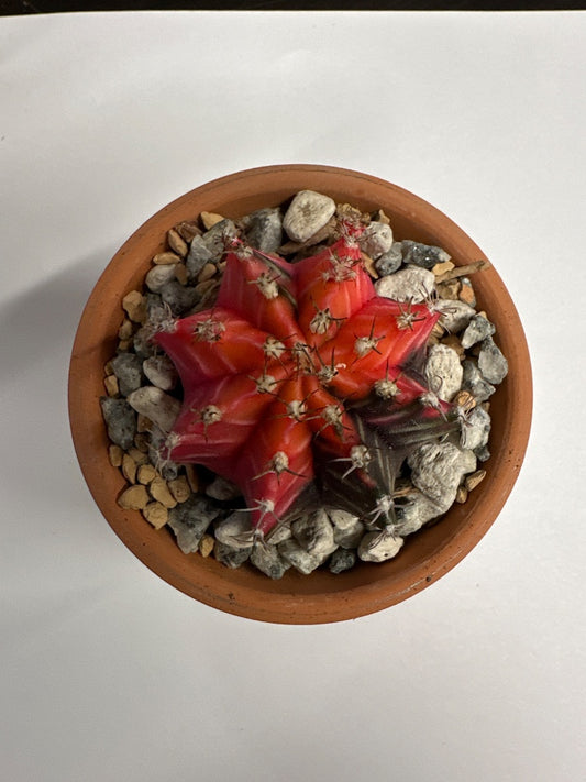 Gymnocalycium mihanovichii 'Hybrid' (#475328199705)