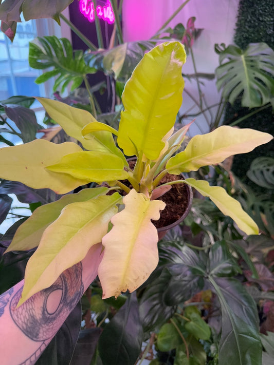 Philodendron pinnatifidum x melinonii 'Golden Crocodile' (#448555587212)
