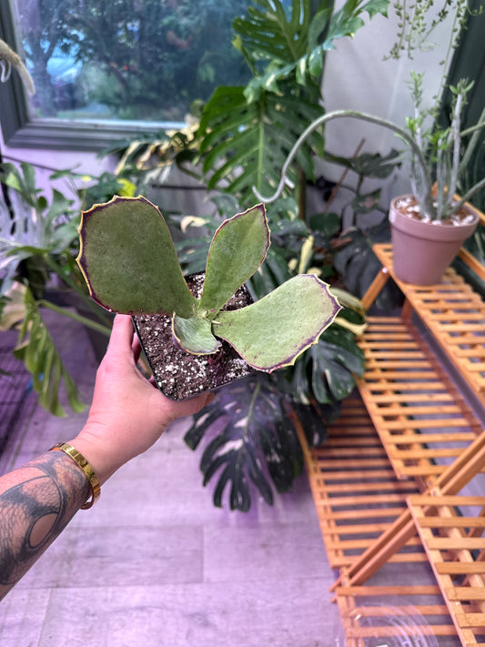 Kalanchoe Synsepala 'walking kalanchoe' (#982702312)