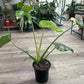 Monstera Deliciosa 'Thai Constellation' (#744691692)