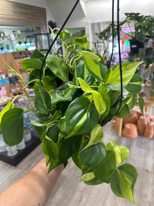 Philodendron hederaceum 'Brasil' (#777620710267)