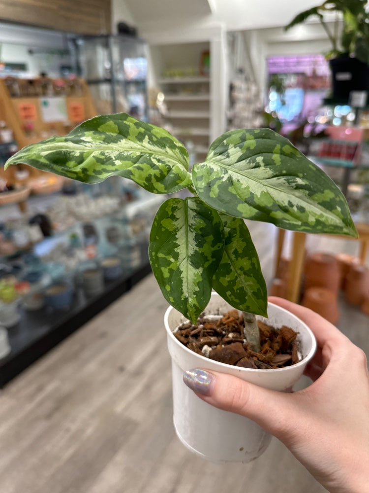 Aglaonema spp. 'Pictum Tri-Color' (#749586624521)