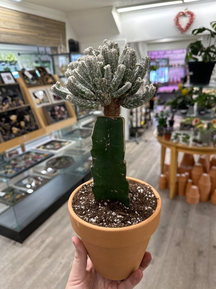 Astrophytum myriostigma 'Multi Head' (#861493649932)