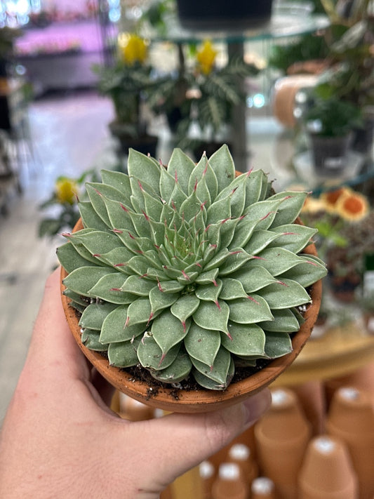 Echeveria filiferum (#357943152712)