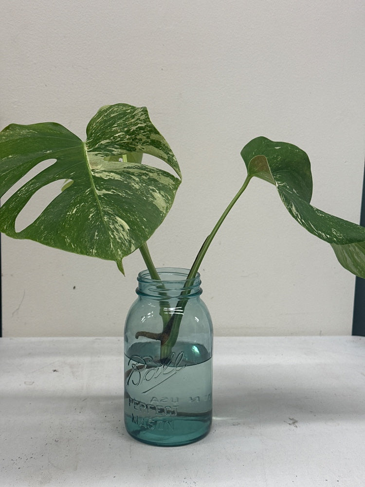 Monstera deliciosa 'Albo' (#174899010014)