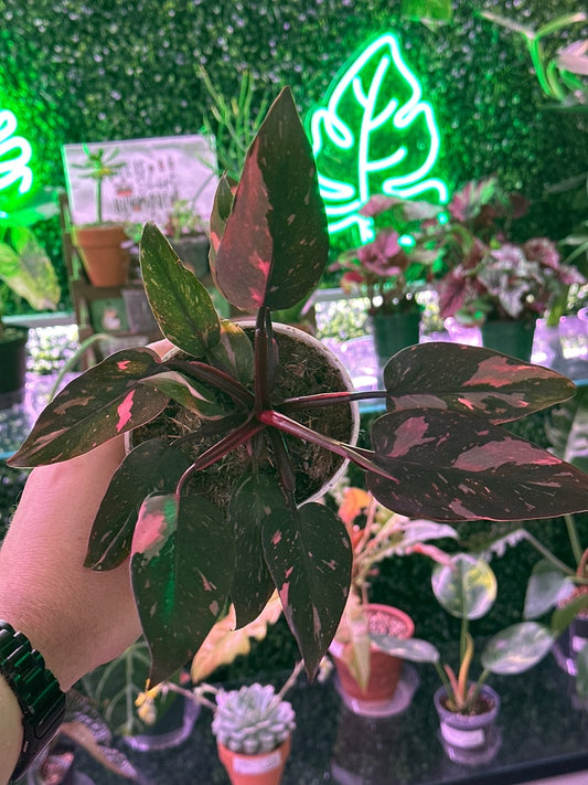 Philodendron erubescens 'Black Cherry Pink Princess' (#941395005429)