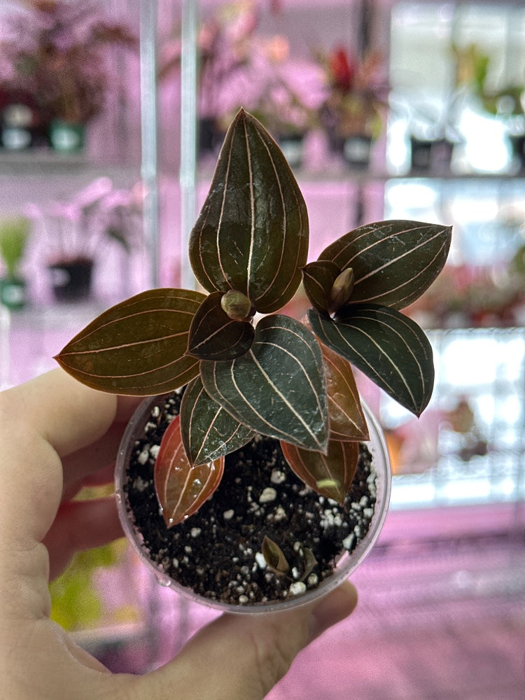 Ludisia discolor 'Jewel Orchid' (#661795552876)