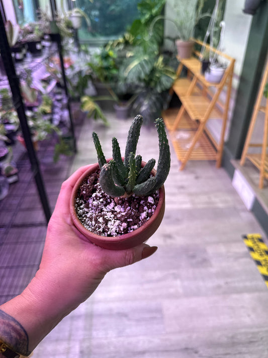 Euphorbia inermis (#860606840)