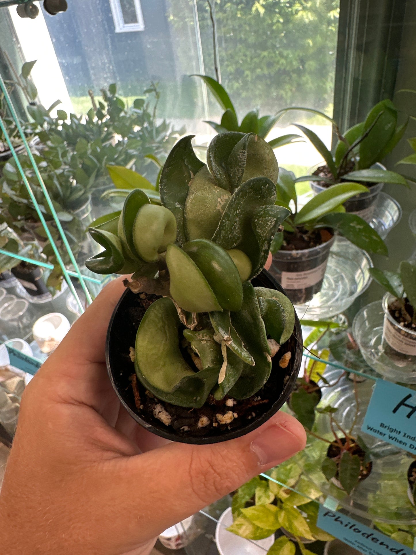 Hoya Compacta 'Green' [ID #25561795]