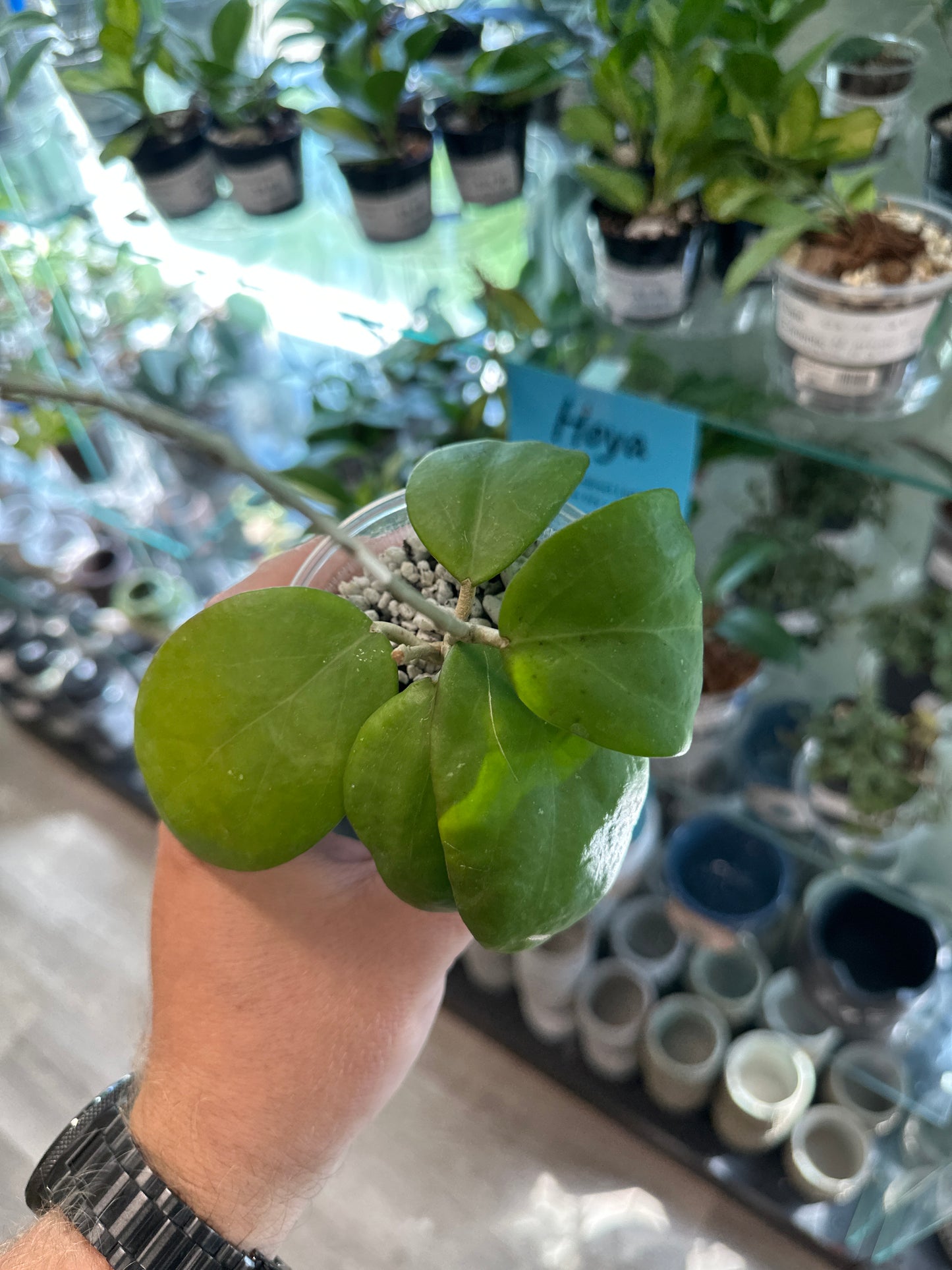 Hoya cv. 'Kicki' [ID #17017566946]