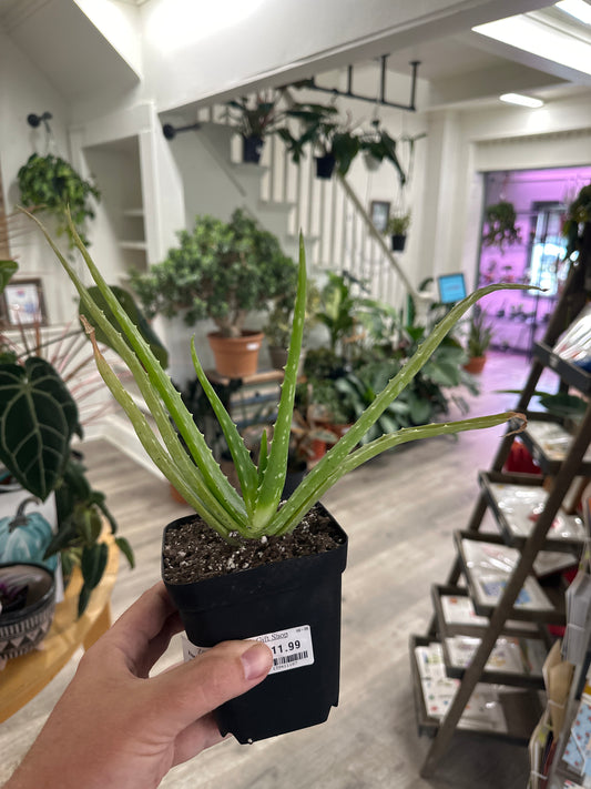 Aloe Vera (#139411187)