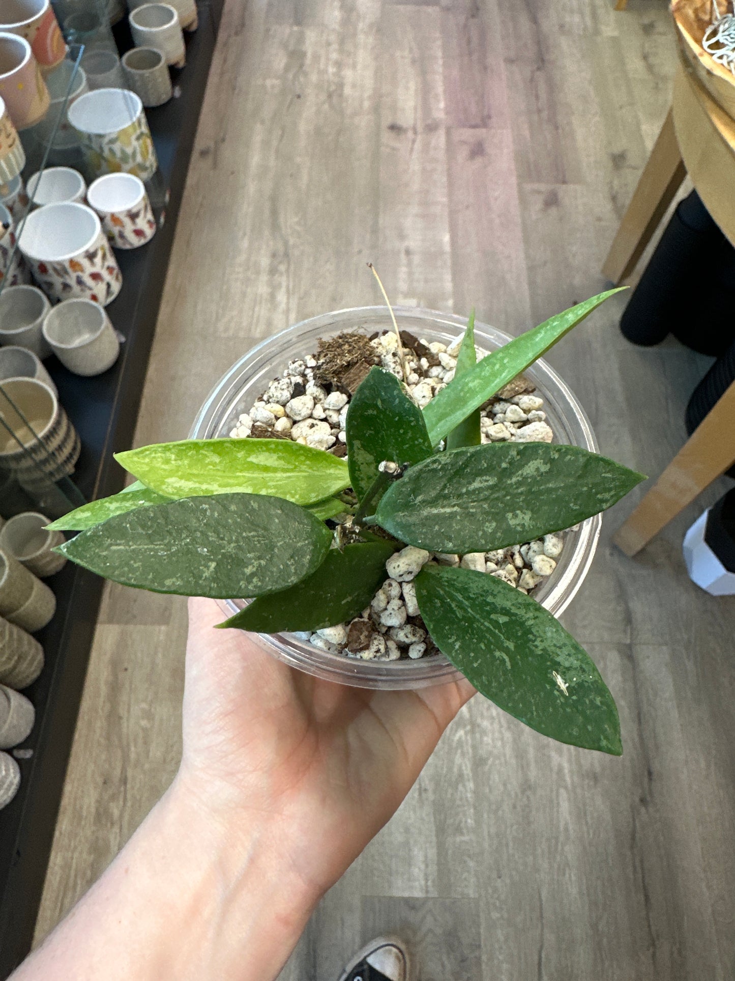 Hoya memoria (gracilis) (4") [ID #68492850347]