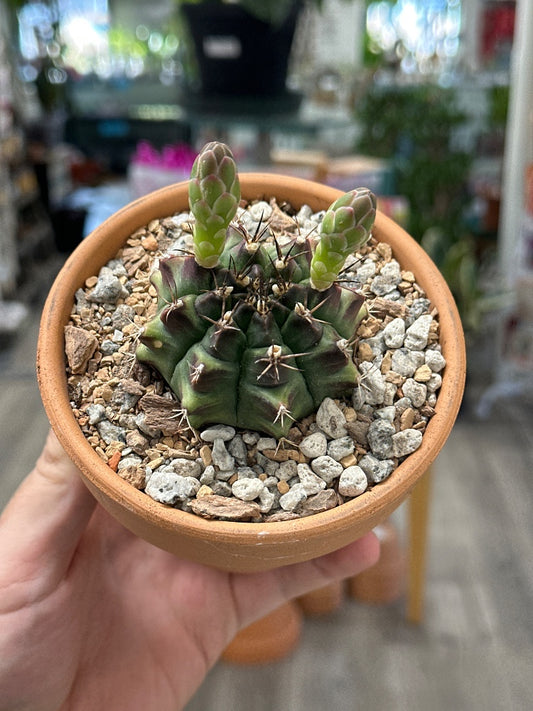 Gymnocalycium mihanovichii (#945059739721)