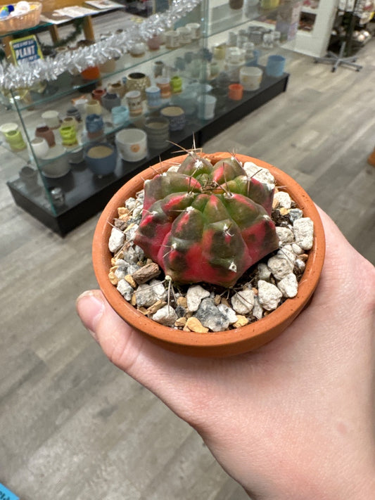 Gymnocalycium mihanovichii 'Hybrid' (#891790732621)