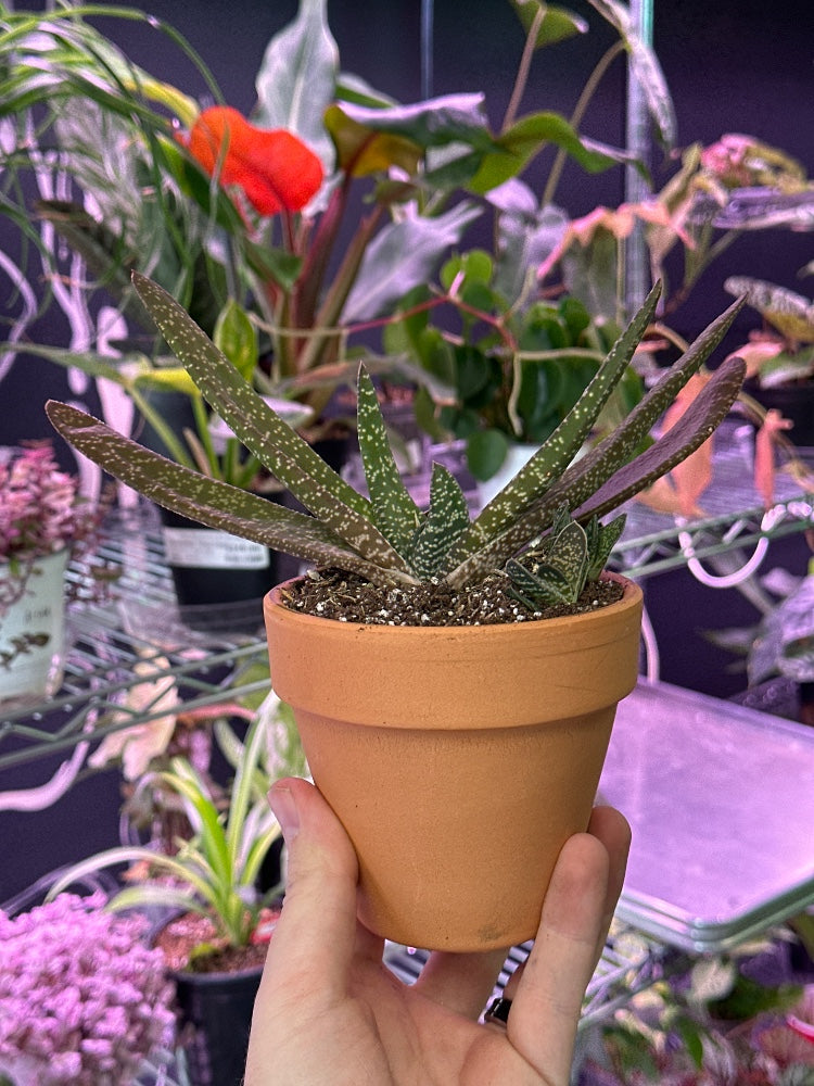 Gasteria verrucosa (#706517275289)