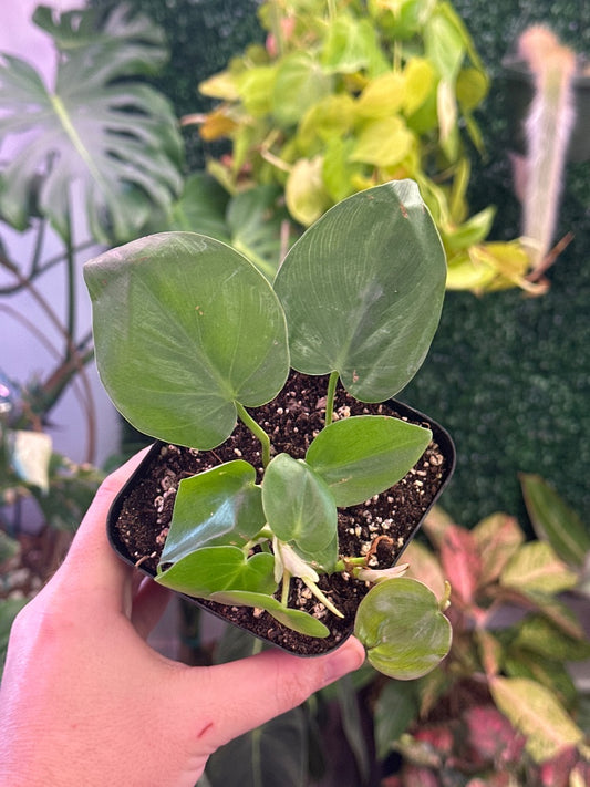 Philodendron hederaceum 'Heartleaf' (#520888434961)