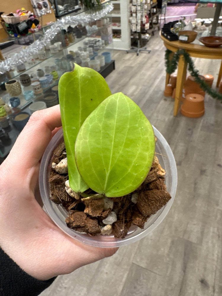 Hoya fischeriana (#608781169582)