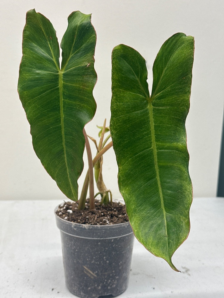 Philodendron sp. 'Paraiso Verde' (#277603054886)