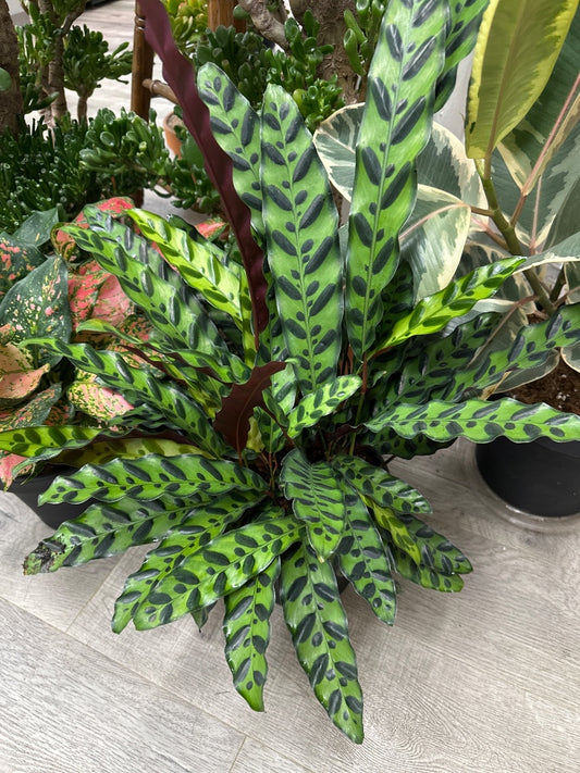 Calathea lancifolia 'Rattlesnake' (#965618674702)