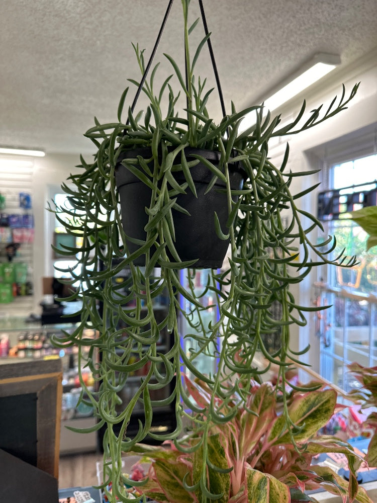 Senecio radicans 'String of Fish Hooks' (#552639649683)