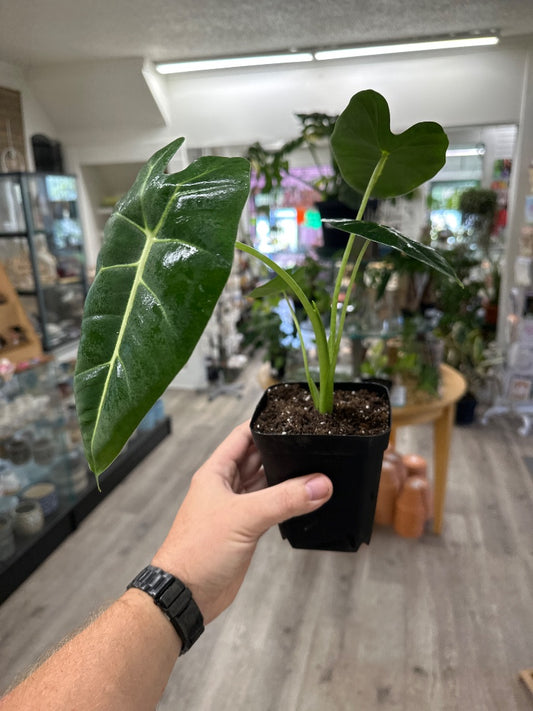 Alocasia frydek (#771481256740)