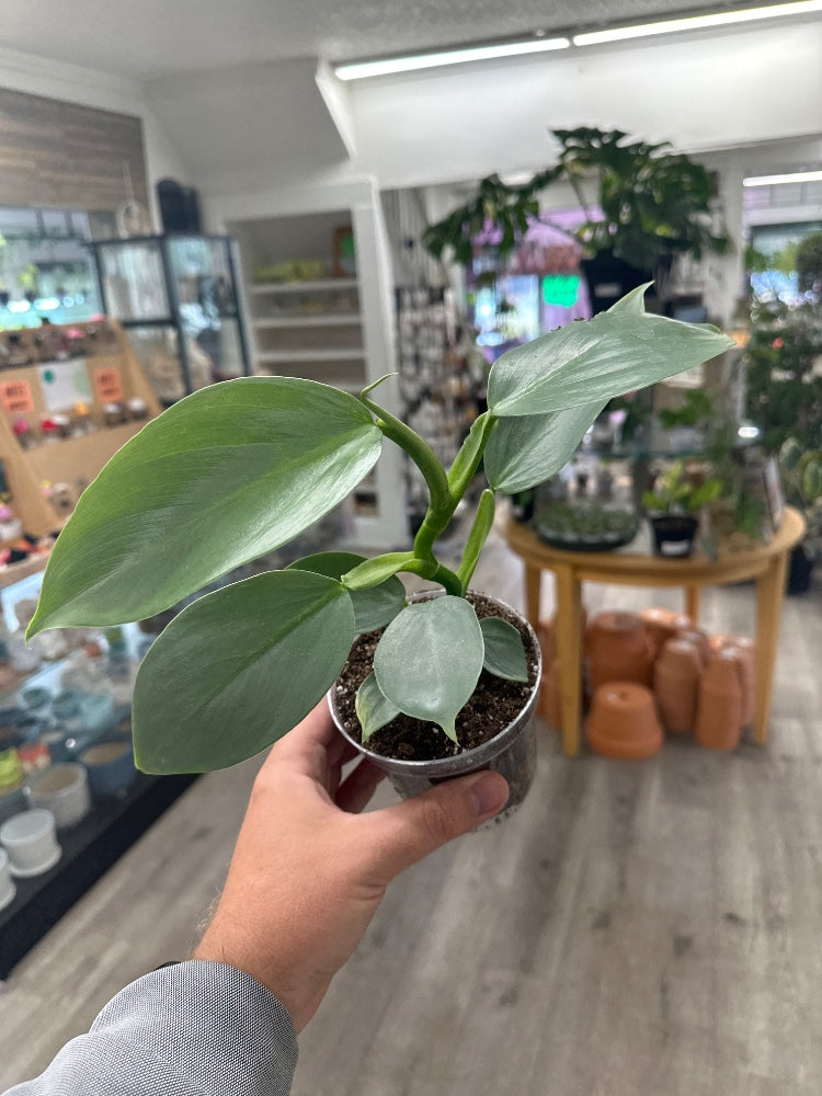 Philodendron hastatum 'Silver Sword' (#586157568795)