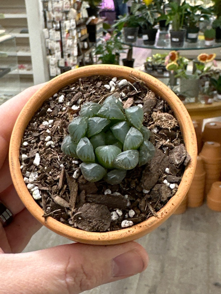 Haworthia cv. 'Kuroomado' (#555047384446)