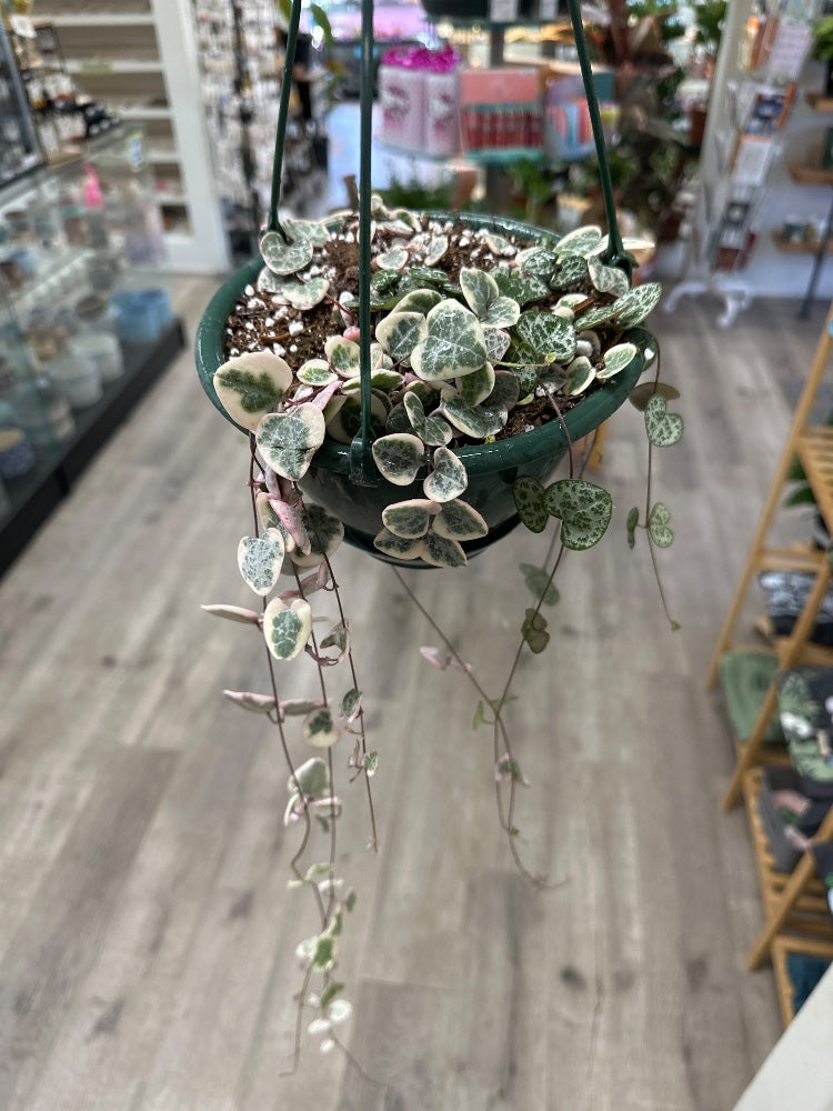 Ceropegia woodii 'Variegated String of Hearts' (#697662214258)