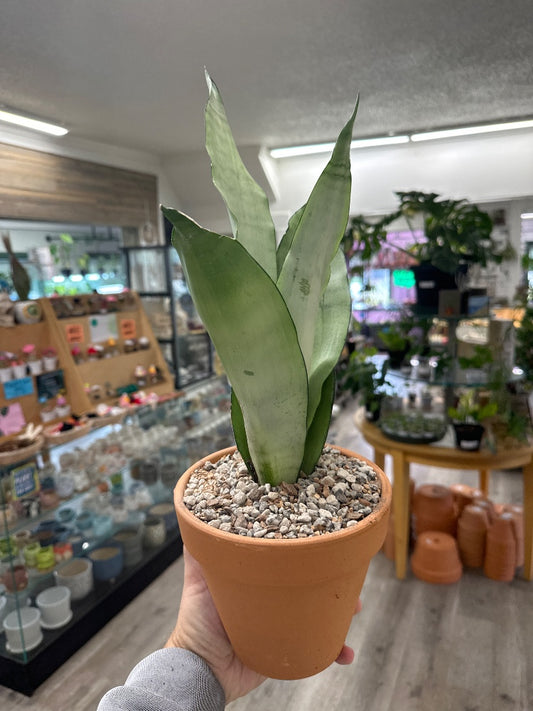 Sansevieria trifasciata 'Moonshine' (#049119551298)