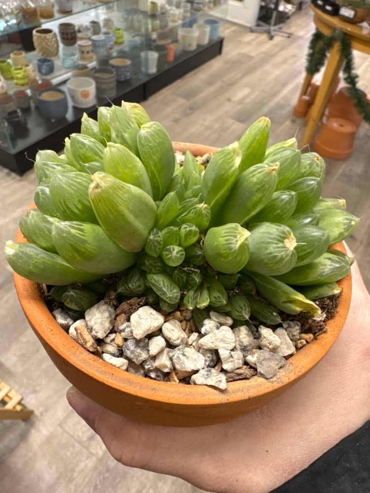 Haworthia cooperi obtusa (#670762145344)