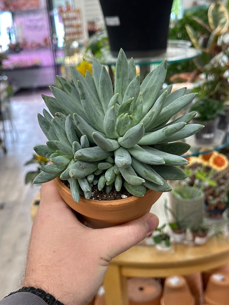 Echeveria hookerii (#400630850807)