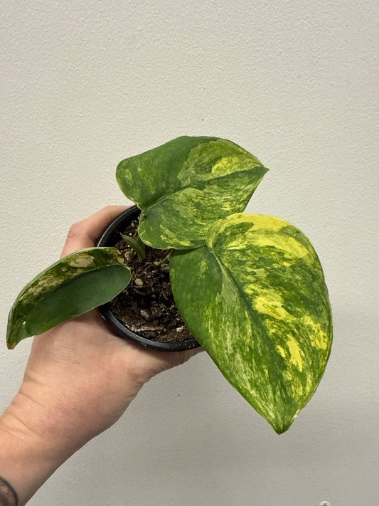 Scindapsus Jade 'Satin Variegated' (#335441789946)