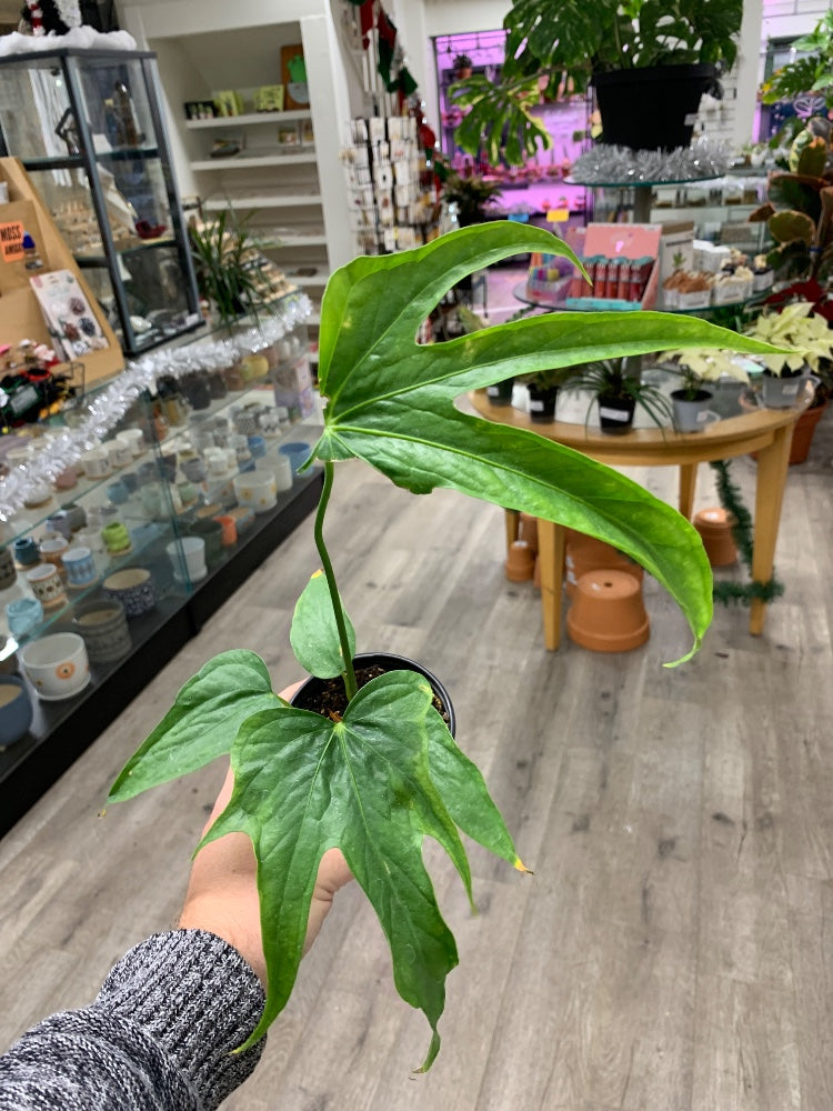 Anthurium cv. 'Fingers' (#212572124461)