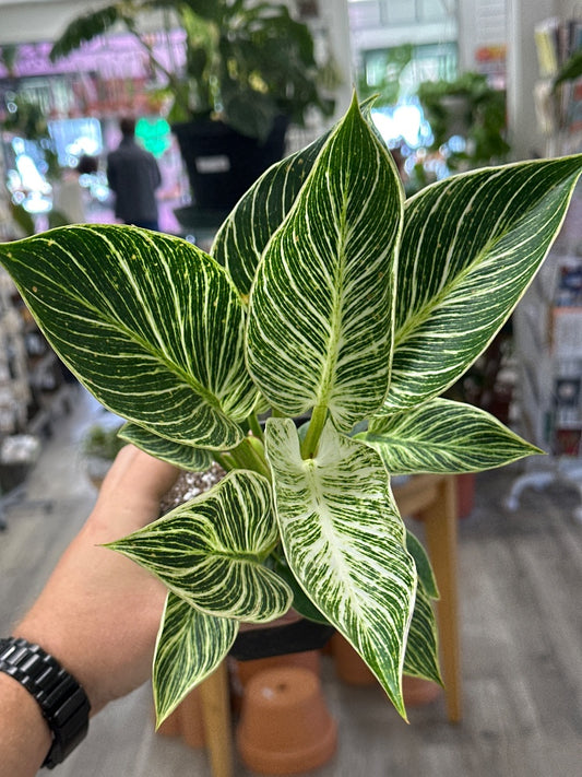 Philodendron spp. 'Birkin' (#714807485361)