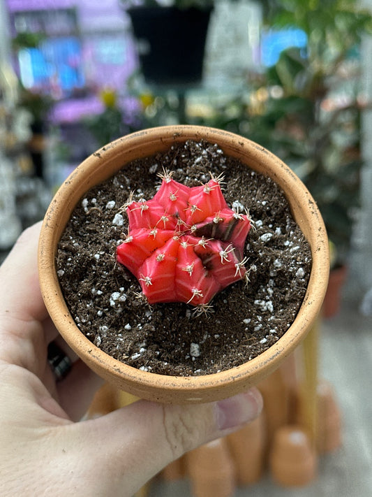 Gymnocalycium mihanovichii 'Hybrid' (#065412048558)