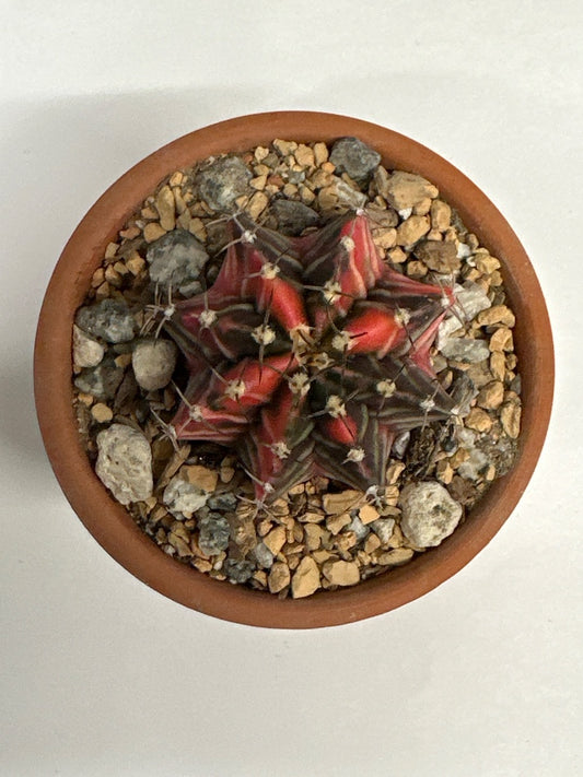 Gymnocalycium mihanovichii 'Hybrid' (#390624426961)