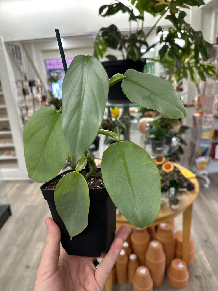 Philodendron cv 'Silver Sword' (#782517794367)