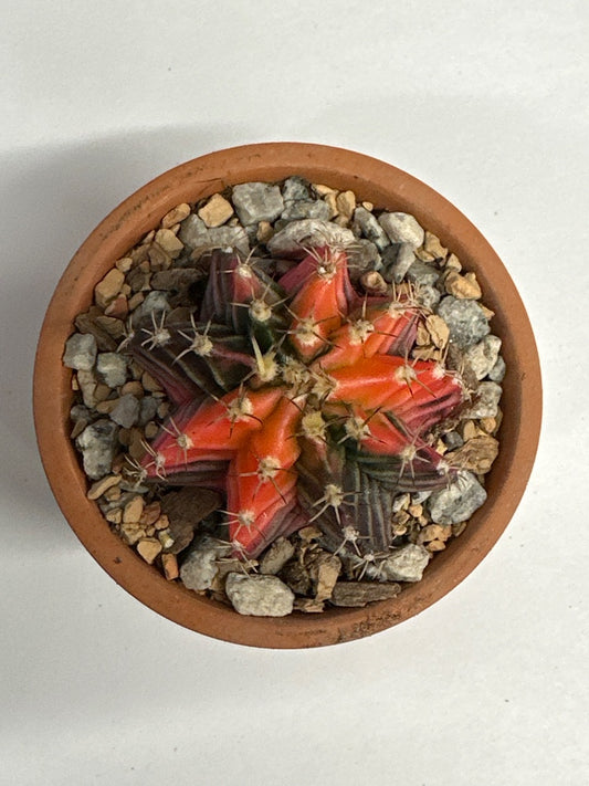 Gymnocalycium mihanovichii 'Hybrid' (#517816318426)