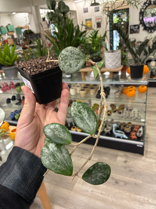 Hoya Ma-20 (#110355330)